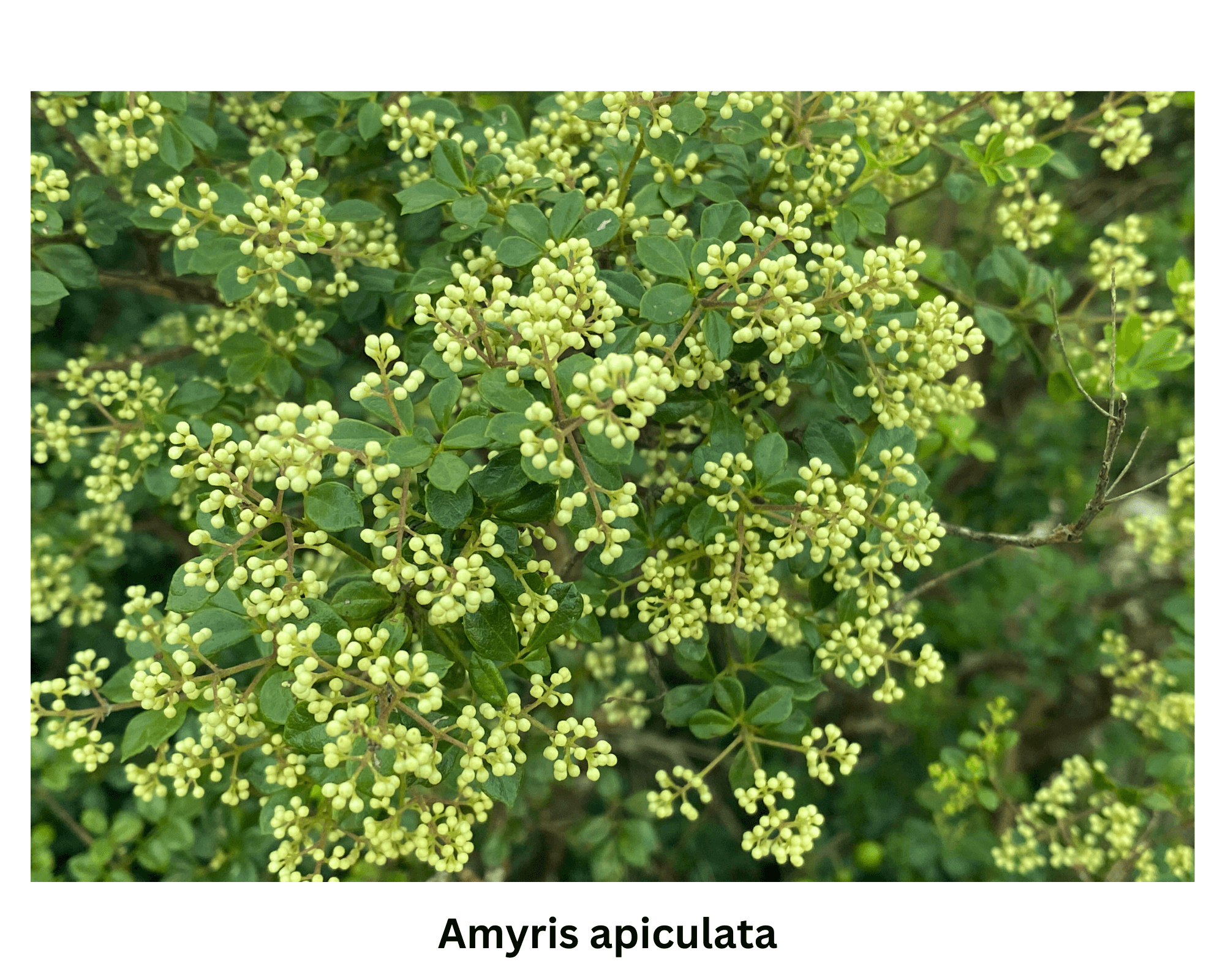 Sauvetage Amyris Apiculata