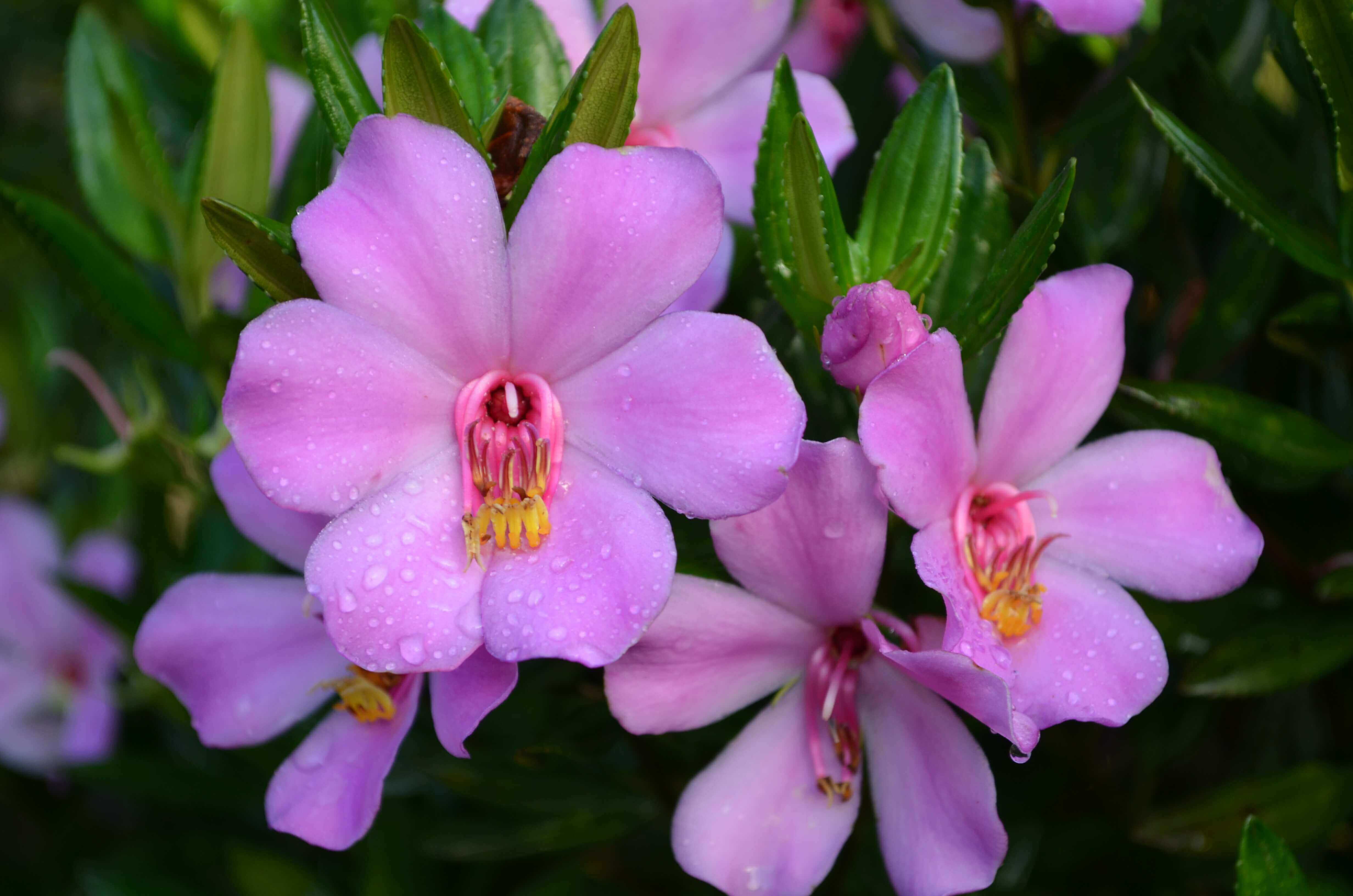 Le 2026 Botanical Bridges Congress