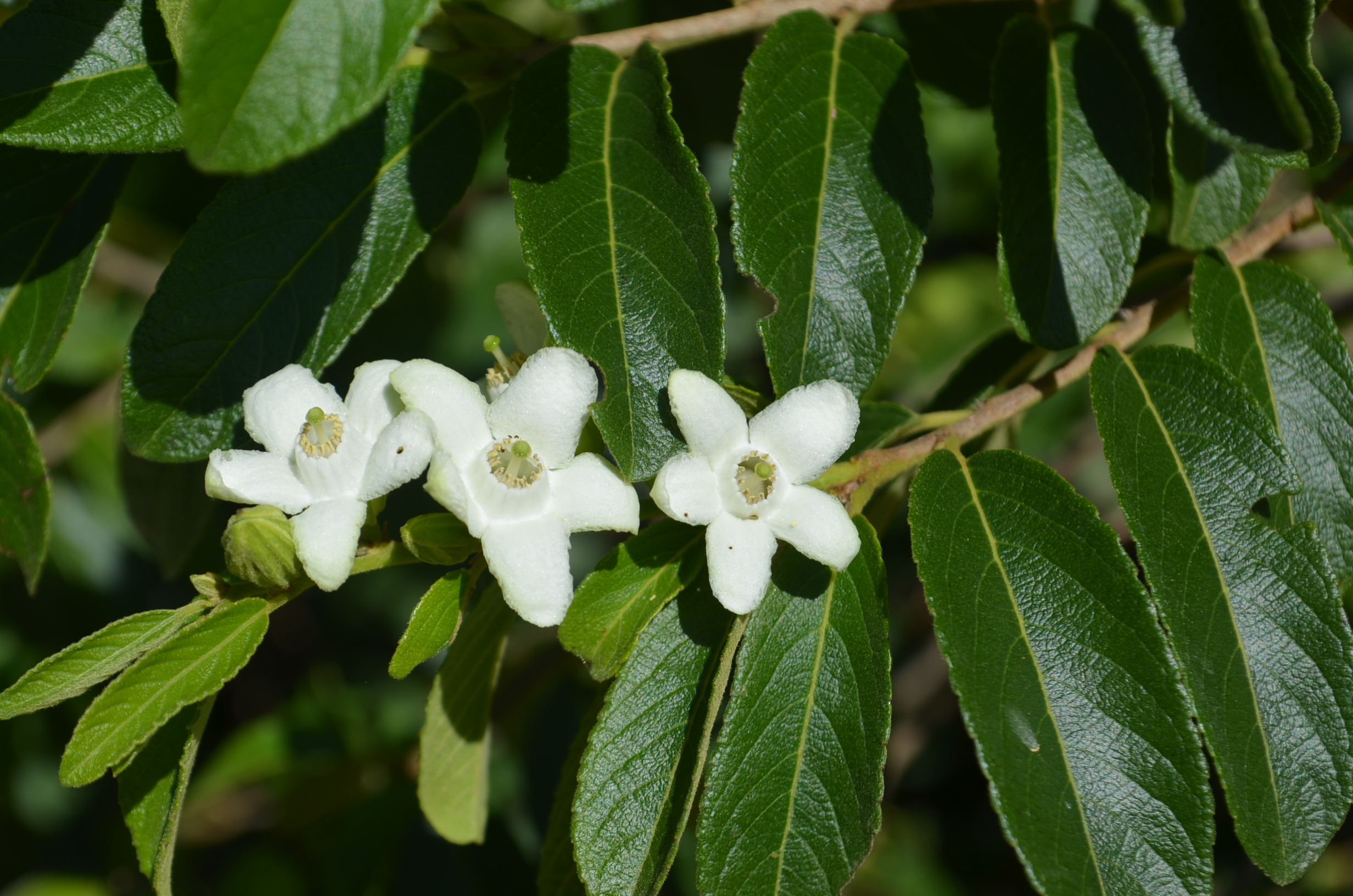 5 Plantes médicinales contre la grippe en Haïti
