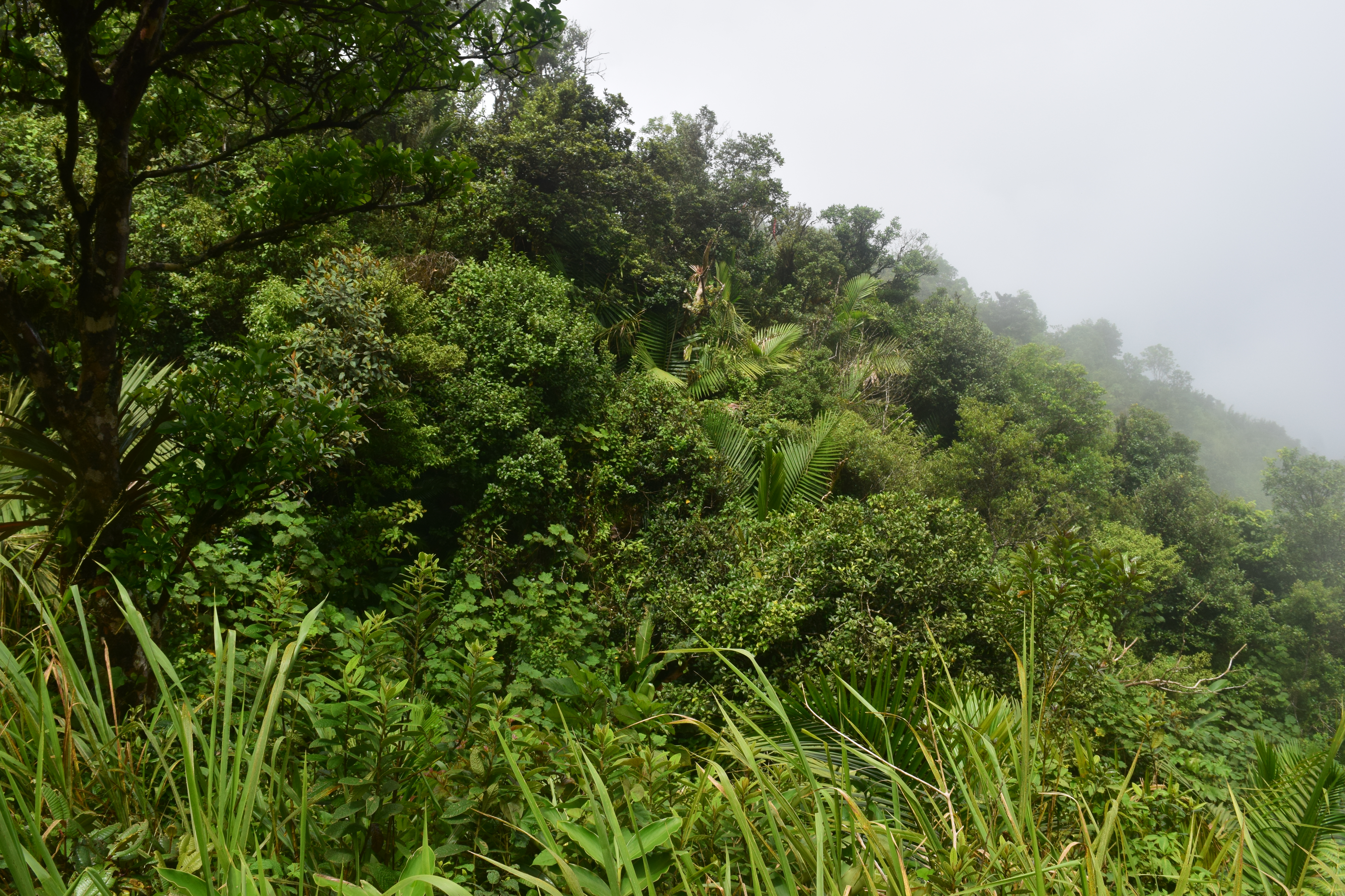 Écologie & Zoopharmacognosie