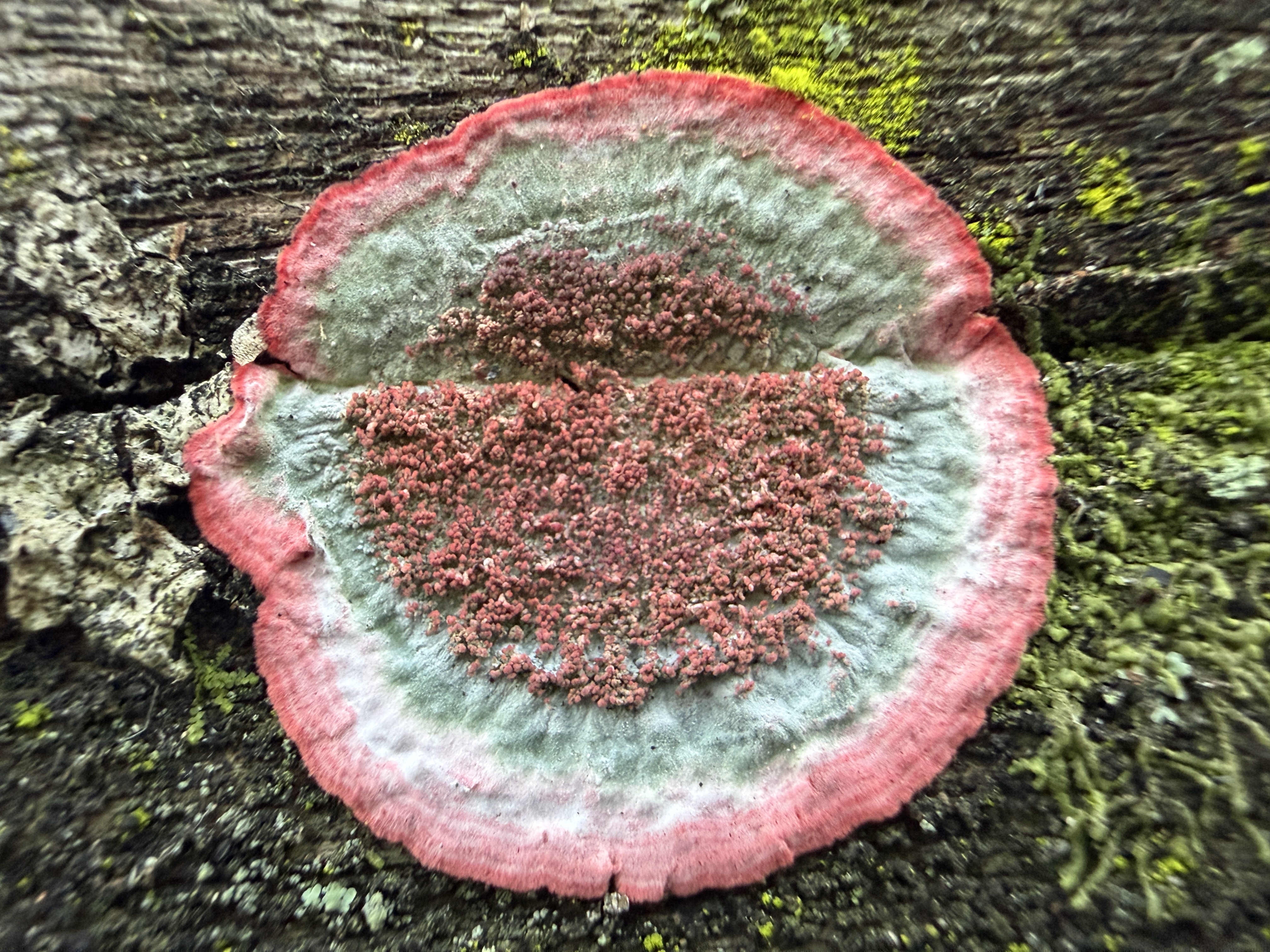 Évolution & Taxonomie