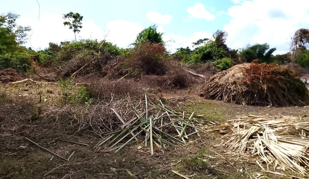 Végétation coupée
