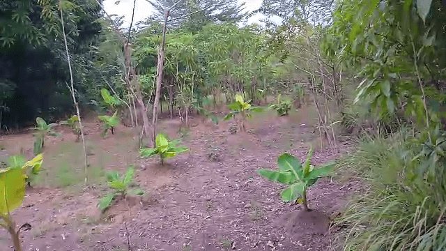 Plantation de bananes